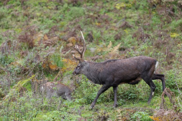 A sika deer stag (Cervus nippon) crosses a rocky but overgrown slope in search of food