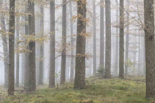 Fog in the larch forest (Larix decidua), Emsland, Lower Saxony, Germany, Europe