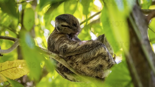 Brown-throated sloth (Bradypus variegatus) sitting in a tree, Cahuita National Park, Costa Rica,