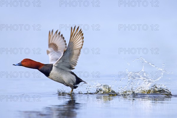 Common pochard, European pochard (Aythya farina, Anas ferina) male taking off from water in pond