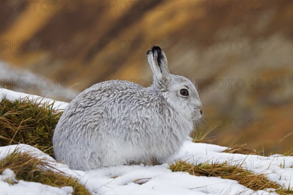Mountain hare, alpine hare, snow hare (Lepus timidus) in white winter pelage resting in the hills