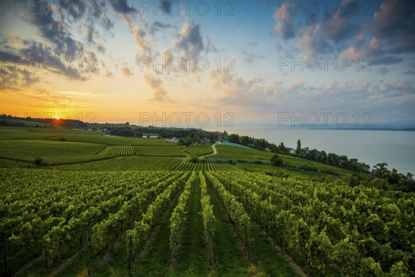 Vineyards and lake, sunrise, Meersburg, Lake Constance, Baden-Württemberg, Germany, Europe