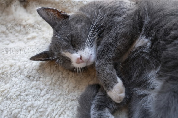 Sleeping, dreaming cat, Close up, Mecklenburg-Vorpommern, Germany, Europe