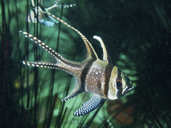 A Banggai cardinalfish (Pterapogon kauderni) with white stripes and delicate patterns in the sea,