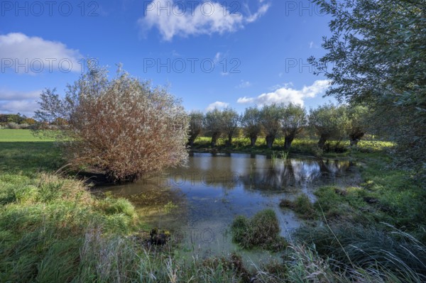 Wicker (Salix viminalis) and silver willow (Salix alba) at a village pond, Othenstof Estate,