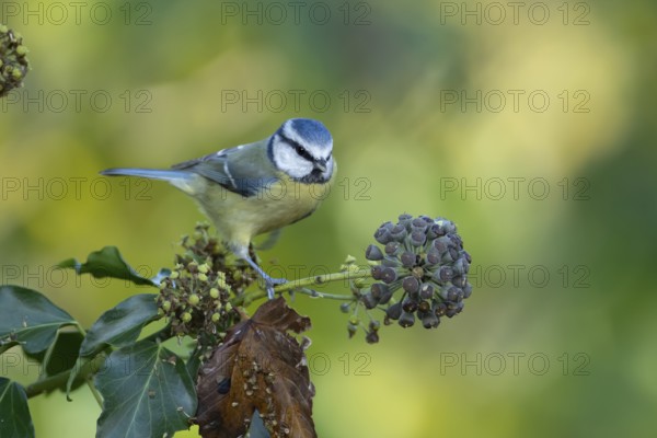 Blue tit (Cyanistes Caeruleus) adult bird on an Ivy tree branch, England, United Kingdom, Europe
