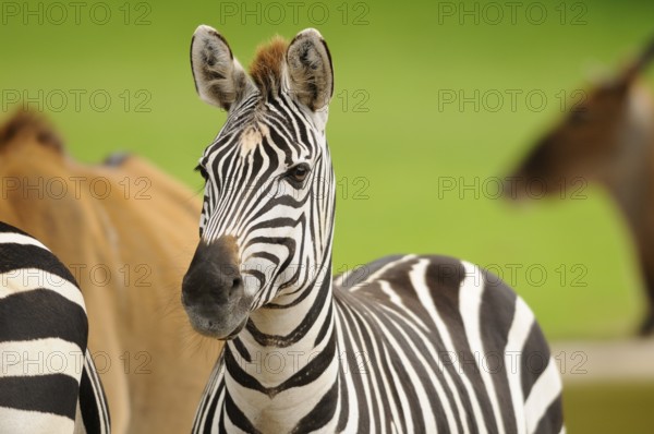 A zebra stands in the foreground with other animals in the background on a green meadow, Bohemian