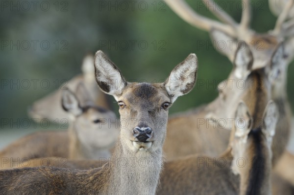 A herd of roe deer in the forest, mainly in brown colours, red deer (Cervus elaphus), Bavaria