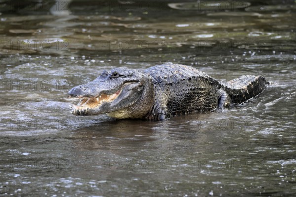 Mississippi Alligator (Alligator mississippiensis), pike alligator, adult, male, in water,