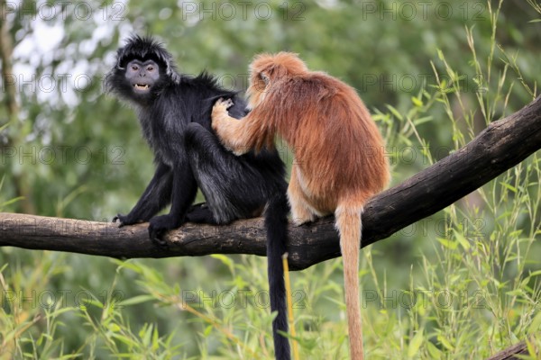 Javan lutung (Trachypithecus auratus), adult, sitting, two Javan lutung, social behaviour,