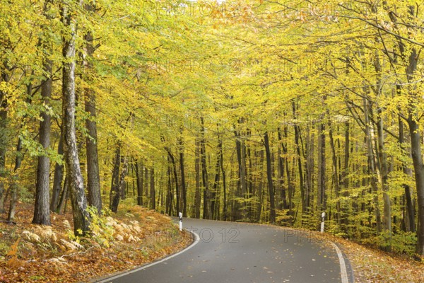 Road through an autumnal deciduous forest near Groß Radisch, Hohendubrau, Saxony, Germany, Europe