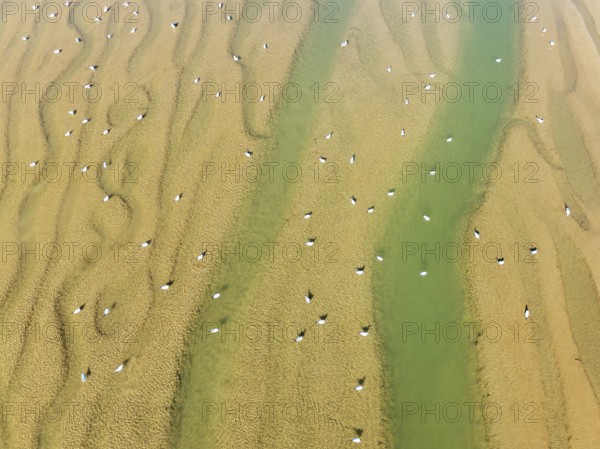 Seagulls in the marshland adjacent to the Odiel river. At low tide. Aerial view. Drone shot. Huelva