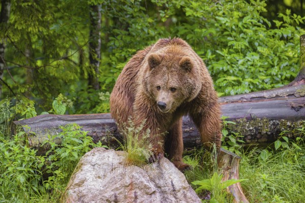 A female eurasian brown bear (Ursus arctos arctos) stands on a rock lying at a forest edge in early