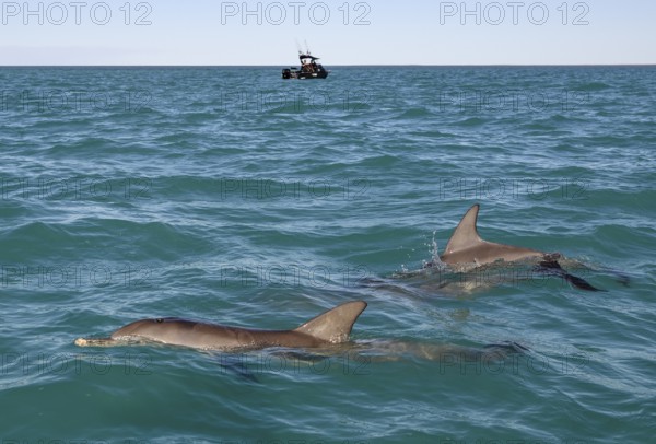Bottlenose dolphins (Tursiops truncatus) near a fishing boat, dolphins, Monkey Mia, Shire of Shark