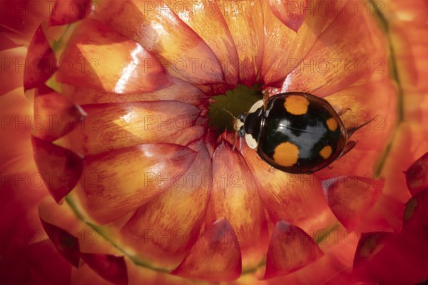Harlequin ladybird (Harmonia axyridis) adult insect on a garden Strawflower flower in summer,