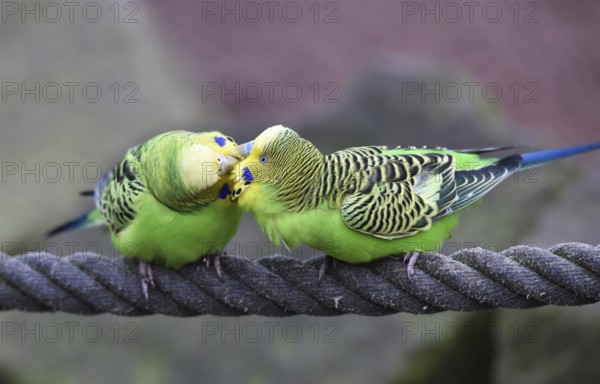 Budgerigars, (Melopsittacus undulatus) courtship display on a rope