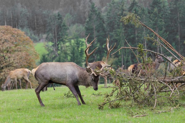 An Altai maral stag, Altai wapiti or Altai elk (Cervus canadensis sibiricus) stands in a meadow and