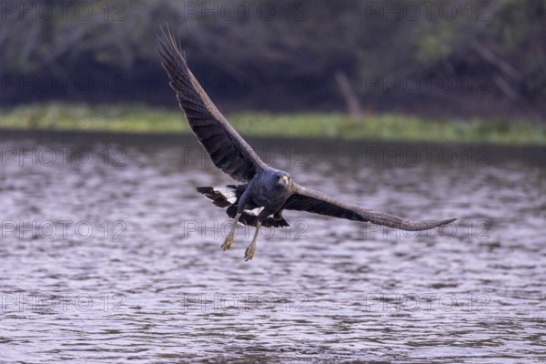 Black buzzard (Buteogallus urubitinga), approaching prey, Pantanal, Brazil, South America