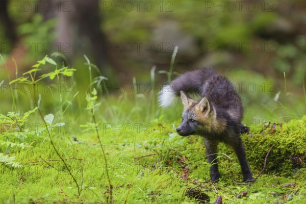 One young silver fox (Vulpes vulpes) exploring the surrounding of its den on the mossy forest floor