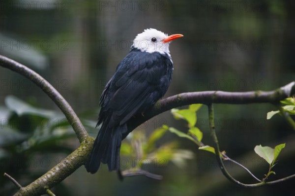 White-head Black Bulbul (Hypsipetes leucocephalus), adult bird perched on branch, native to China,