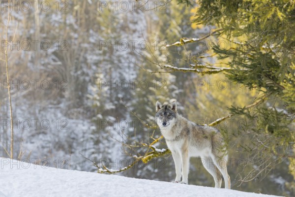 A young grey wolf (Canis lupus lupus) stands on a sloping, snow-covered meadow on a hill on a cold,