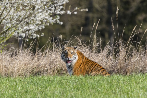 One young female Siberian Tiger, Panthera tigris altaica, sitting on a green meadow in front of