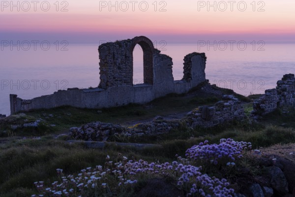 Ruins in the Botallack Mine, also known as Crown Mine. Beach carnations (Armeria maritima) in bloom
