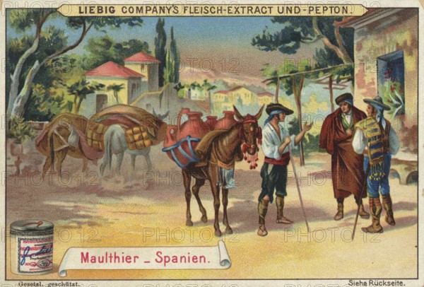 Picture series Animals of the countries, mule from Spain, Liebig picture, digitally restored