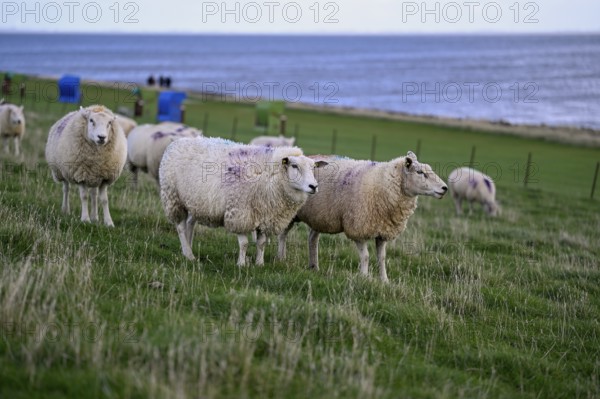 Sheep on a dyke, Pellworm Island, Schleswig-Holstein Wadden Sea National Park, North Frisia,