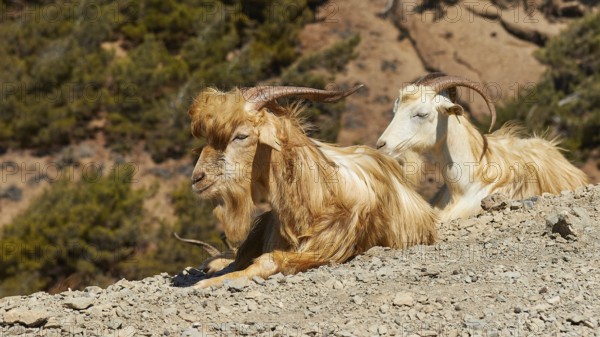 Two goats resting on a rocky ground, goat (s), free-range, central north of the island, mountains,
