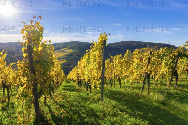 Golden vineyards in the sunlight against a blue sky backdrop, surrounded by rolling hills,