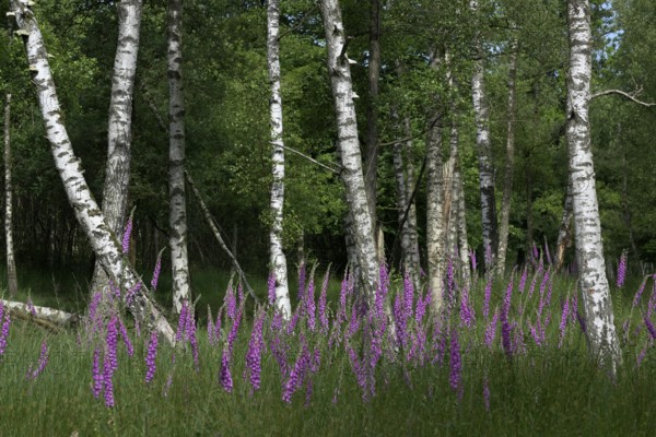 Common foxglove (Digitalis purpurea) and birch trees (Betula pendula), Lower Rhine, North