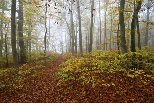 Near-natural deciduous forest in autumn with colourful leaves, copper beech (Fagus sylvatica), fog