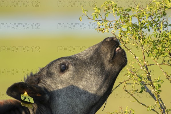 Domestic cattle or cow (Bos taurus) adult farm animal eating a wild rose bush in a hedgerow,