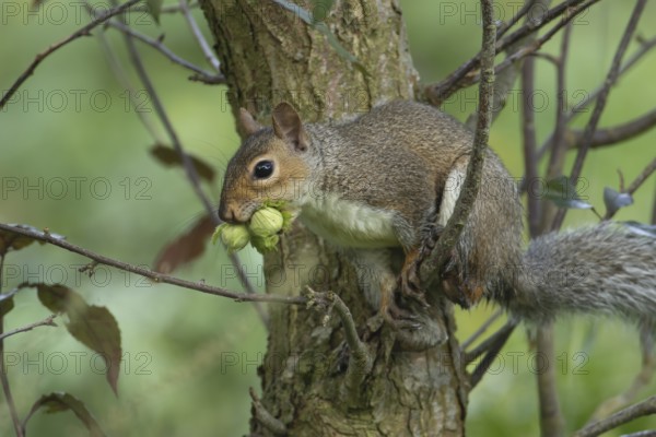 Grey squirrel (Sciurus carolinensis) adult animal with two Hazel tree nuts in its mouth in the