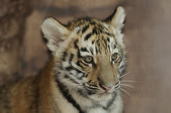 Close-up of a curious tiger cub in front of a blurred background, Siberian tiger (Panthera tigris