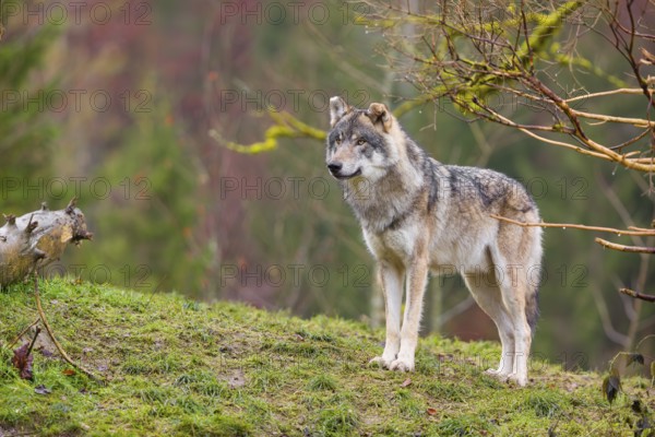 An adult male grey wolf (Canis lupus lupus) stands on a sloping meadow on a hill and observes the