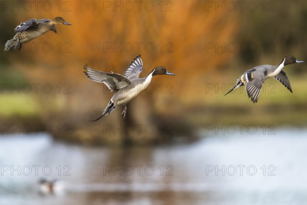 Northern Pintail, Anas acuta, birdsin flight over winter marshes