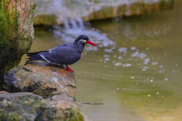 One Inca tern (Larosterna inca) standing on a rock. A small cascade in the background