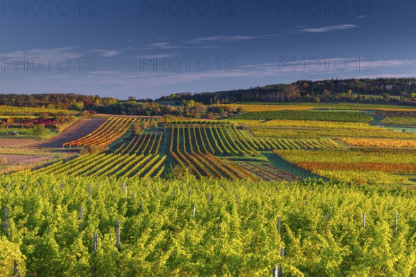 Vineyards near Langenlois, Lower Austria, Austria, Europe
