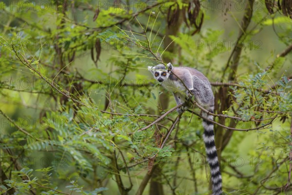 A ring-tailed lemur (Lemur catta) stands high up on a branch of tree with fresh green leafs