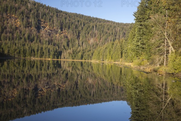 Lake Großer Arbersee in autumn. The surrounding forest is reflected in the mirror like surface of