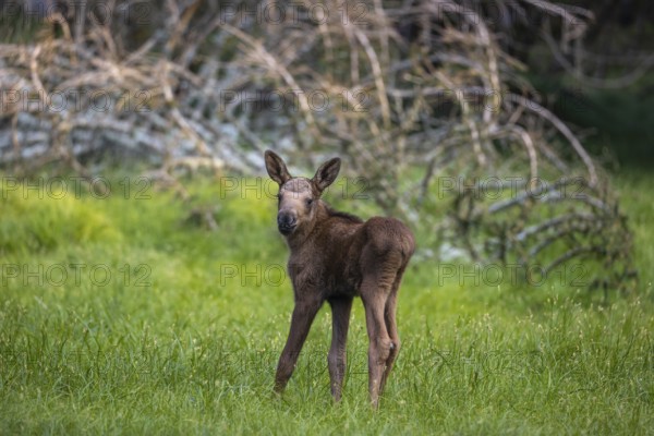 One baby moose or elk, Alces alces, (8 days old, born May 8, 2020) standing on a meadow with fresh