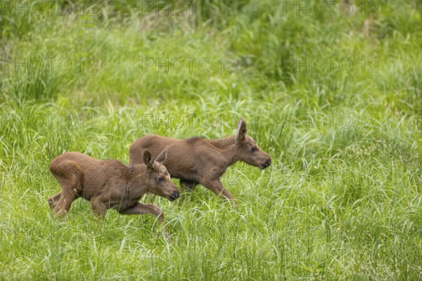 Two baby moose or elk, Alces alces, (19 days old, born May 8, 2020) walking through tall fresh