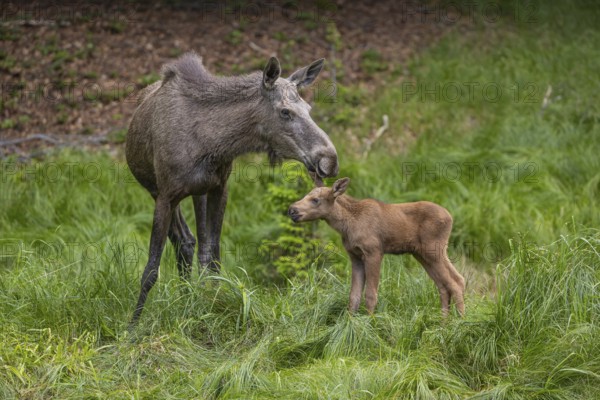 Kisses from Mama. One adult female moose or elk, Alces alces, with one baby moose (19 days old,