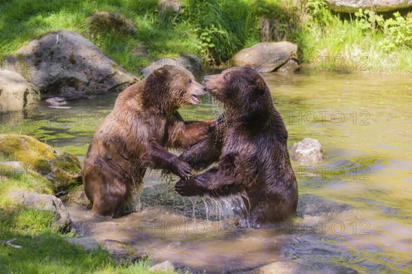 A Eurasian brown bear (Ursus arctos arctos) sow fighting with a big male in a pond