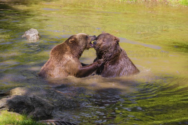 A Eurasian brown bear (Ursus arctos arctos) sow fighting with a big male in a pond