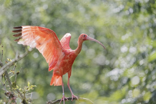 A scarlet ibis (Eudocimus ruber) stands on a twig in a tree and flaps its wings in the beautiful