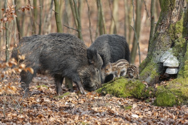 Wild boar, wild boar (Sus scrofa), bucks with young boars foraging in the forest, Germany, Europe