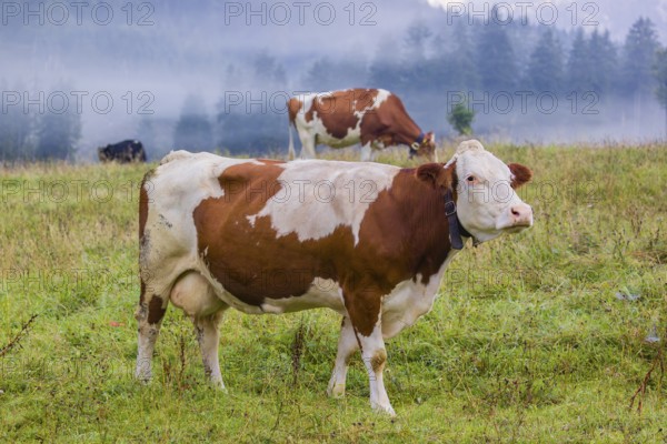 A herd of Holstein Friesian cows stand grazing in a meadow on a foggy day, while an mountain range